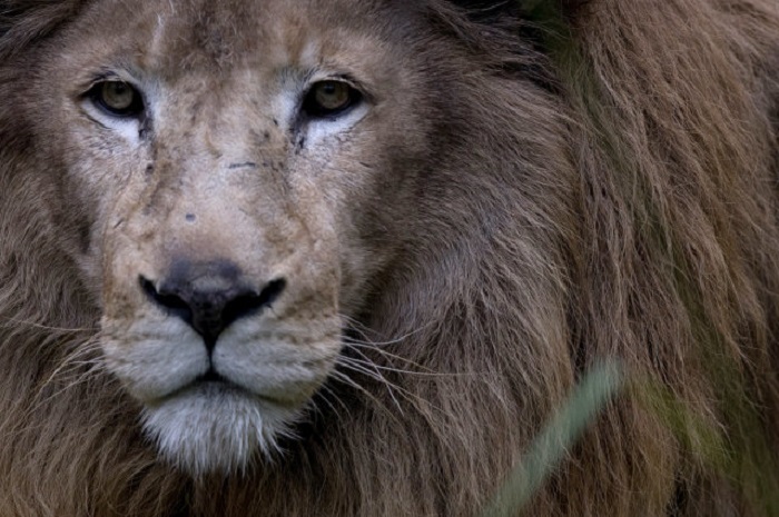 Search on for 2 lions escaped from cage in German zoo 